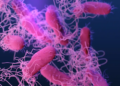 Brote de salmonella en Nuevo León