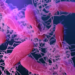 Brote de salmonella en Nuevo León
