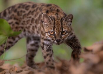 Descubren en Bolivia al Tilcayo, la primera nueva especie de felino en 100 años