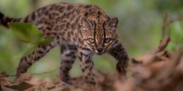 Descubren en Bolivia al Tilcayo, la primera nueva especie de felino en 100 años