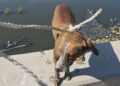 Rescata Gobierno de Reynosa a dos caninos de una laguna en la colonia Lázaro Cárdenas