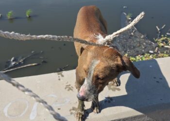 Rescata Gobierno de Reynosa a dos caninos de una laguna en la colonia Lázaro Cárdenas