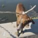 Rescata Gobierno de Reynosa a dos caninos de una laguna en la colonia Lázaro Cárdenas