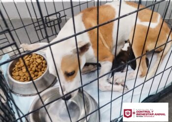 Rescata Gobierno de Reynosa a canino y sus cachorros en Hacienda Las Fuentes
