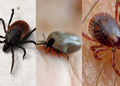 Estudio señala que las garrapatas pueden cambiar el ADN de una persona y crearle nuevas alergias