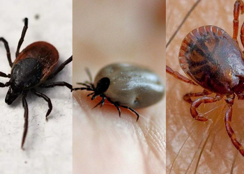 Estudio señala que las garrapatas pueden cambiar el ADN de una persona y crearle nuevas alergias