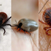 Estudio señala que las garrapatas pueden cambiar el ADN de una persona y crearle nuevas alergias