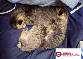 Gobierno de Reynosa rescato a dos gatitos
