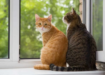 Si tus gatos te lamen, es por esto…