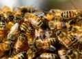 Aumenta la presencia de enjambres de abejas en Nuevo Laredo; autoridades piden no atacarlas