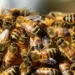 Aumenta la presencia de enjambres de abejas en Nuevo Laredo; autoridades piden no atacarlas